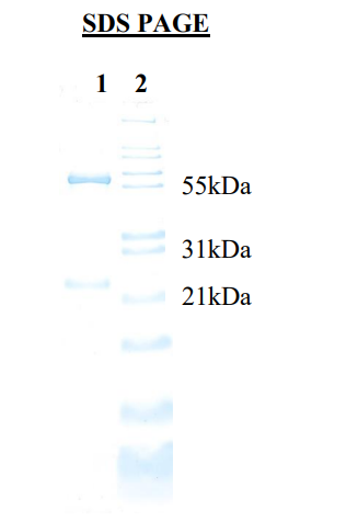 1) IgY<br />2) Mol Weight Standard